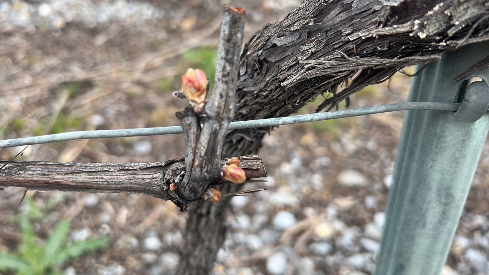 Vine buds at budburst