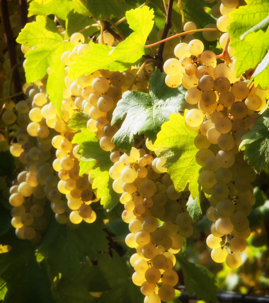 Grappes de raisin blanc mûr, dorées par le soleil