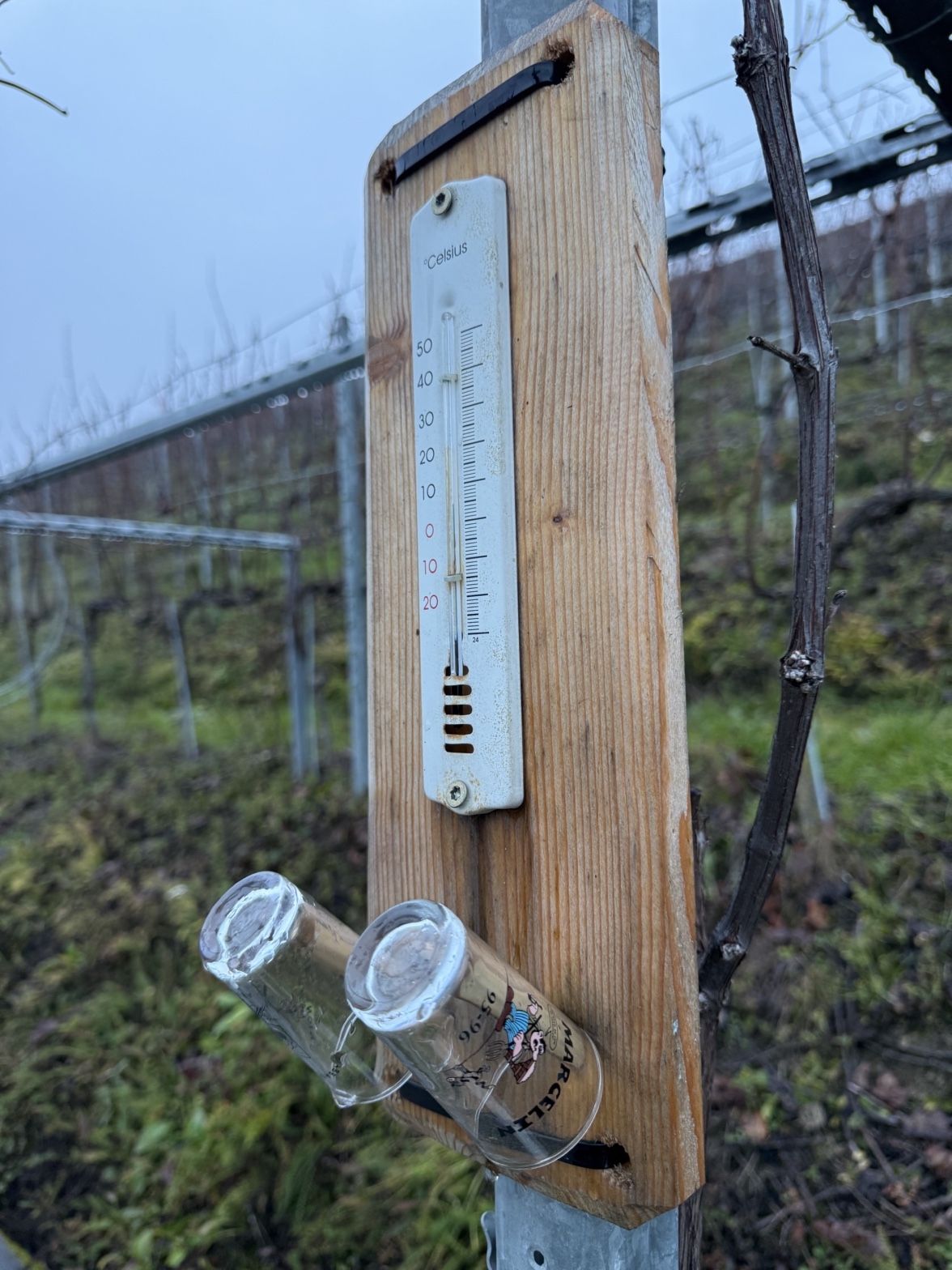 A vineyard thermometer and glasses hung on a post among the vines